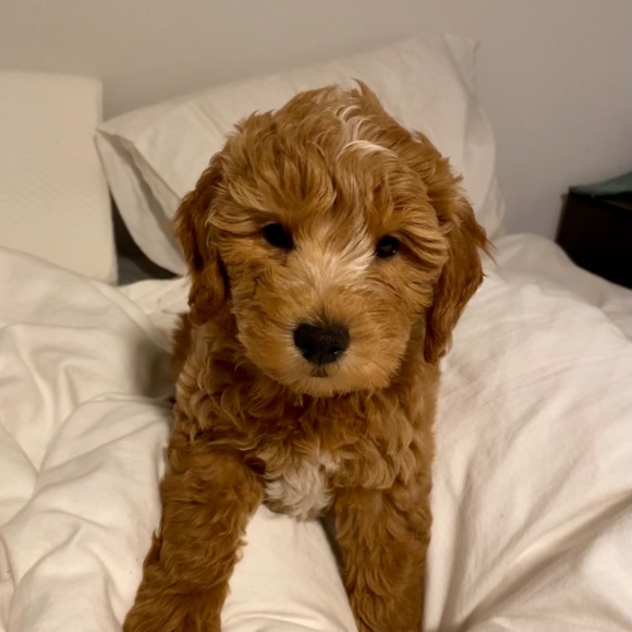 Meet your Posher, Marisella - Picture 1 of 1